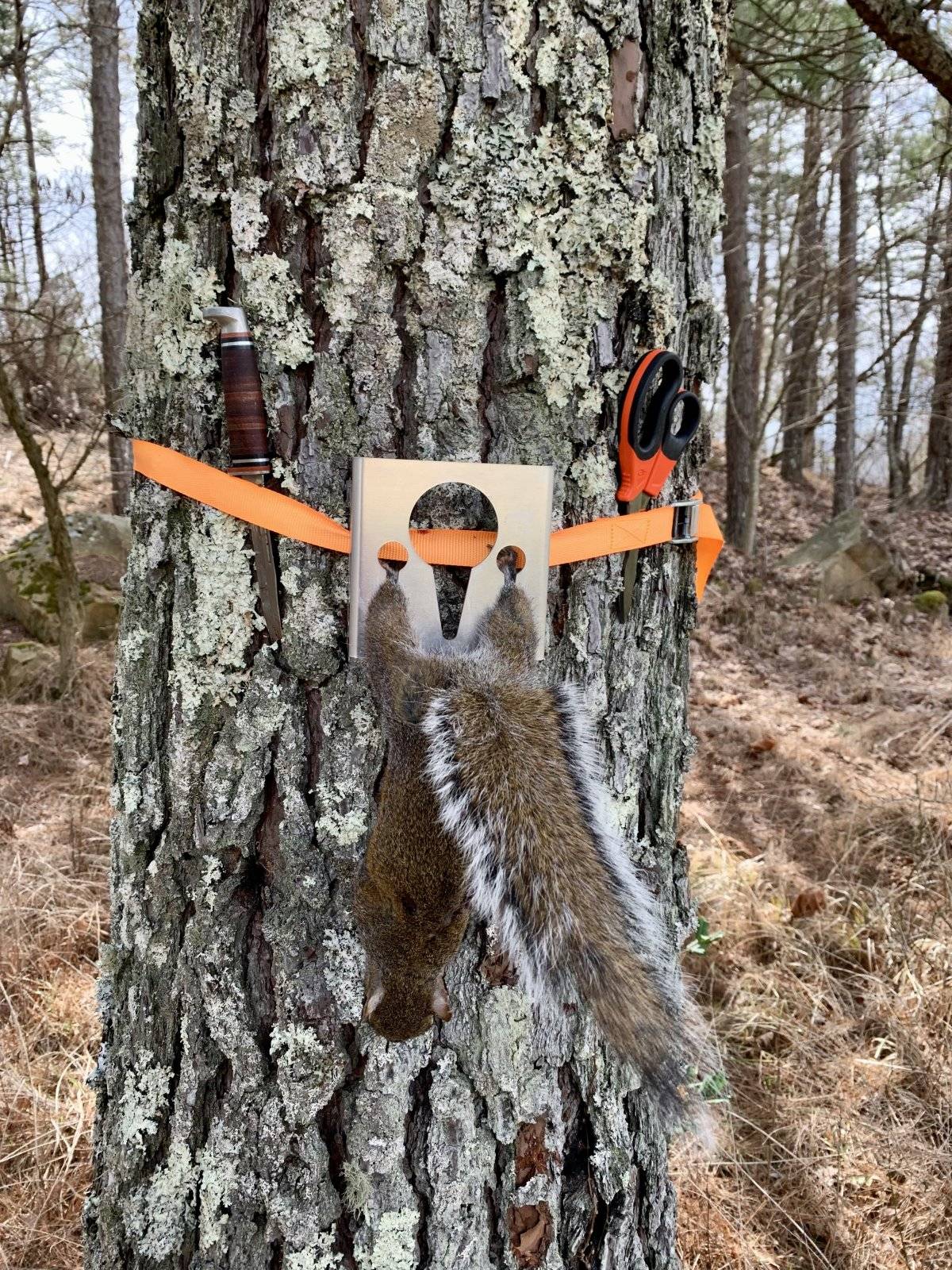 Squirrel Skinner | Tennessee Deer Sporting & Deer Hunting Community Forum
