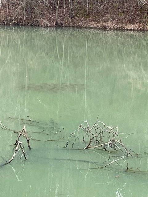 Bluegills.jpeg