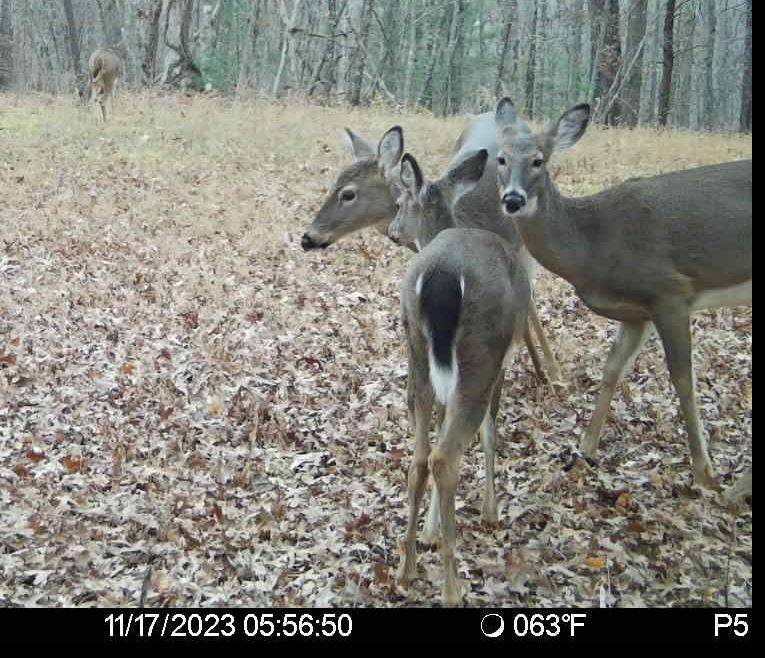 deer1.JPG