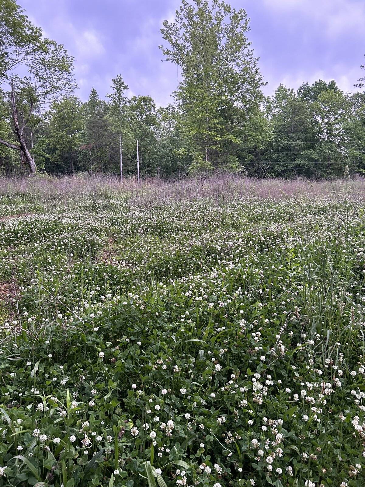 IMG_7399.jpeg