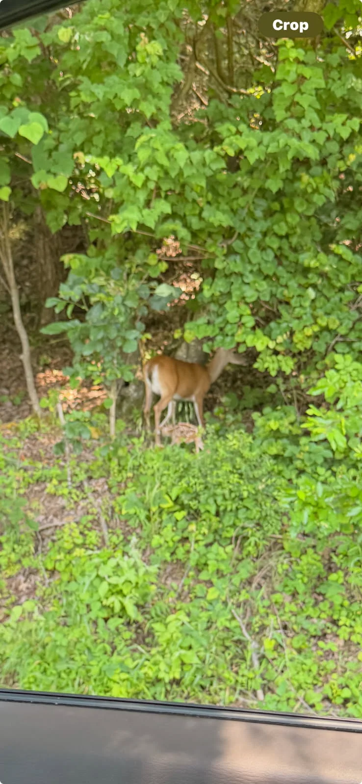 IMG_20250611_064241.webp