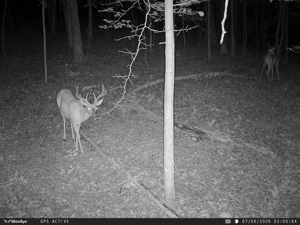 July 5th Buck.webp