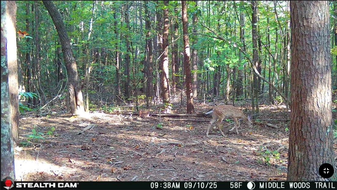 fawn.webp