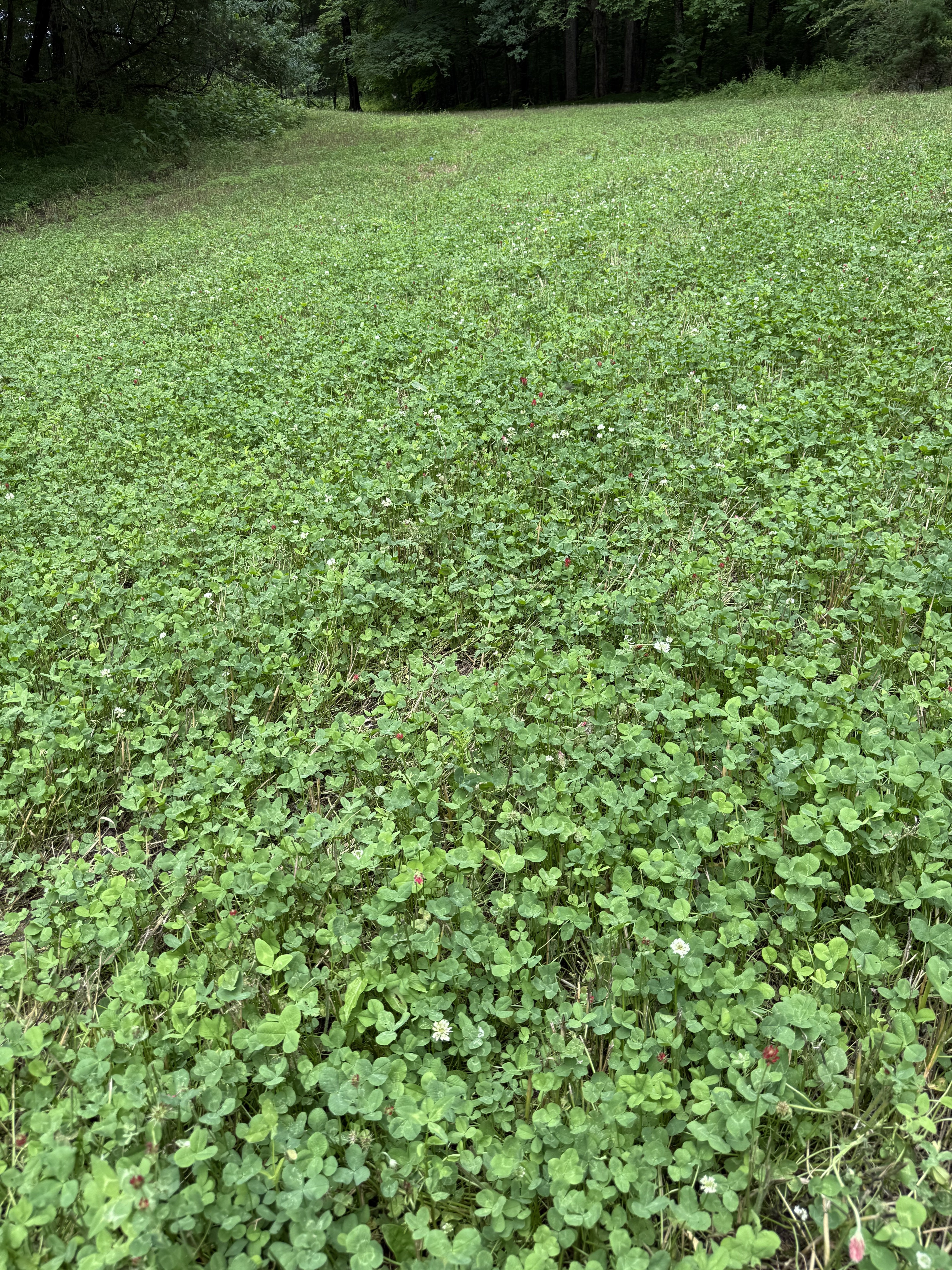 IMG_6271.jpeg