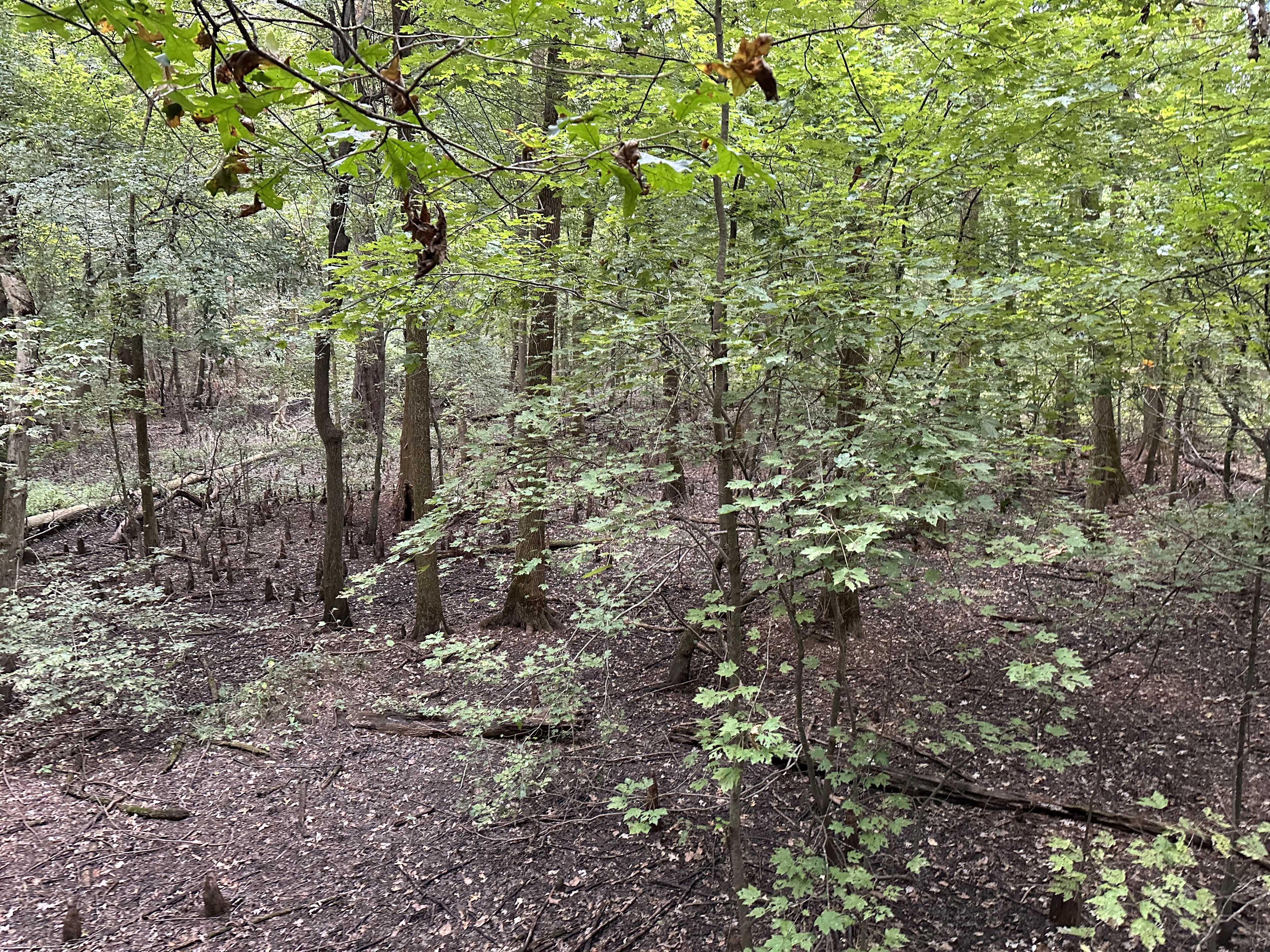 Headed to Lake County... looking for county 63 | Tennessee Deer ...