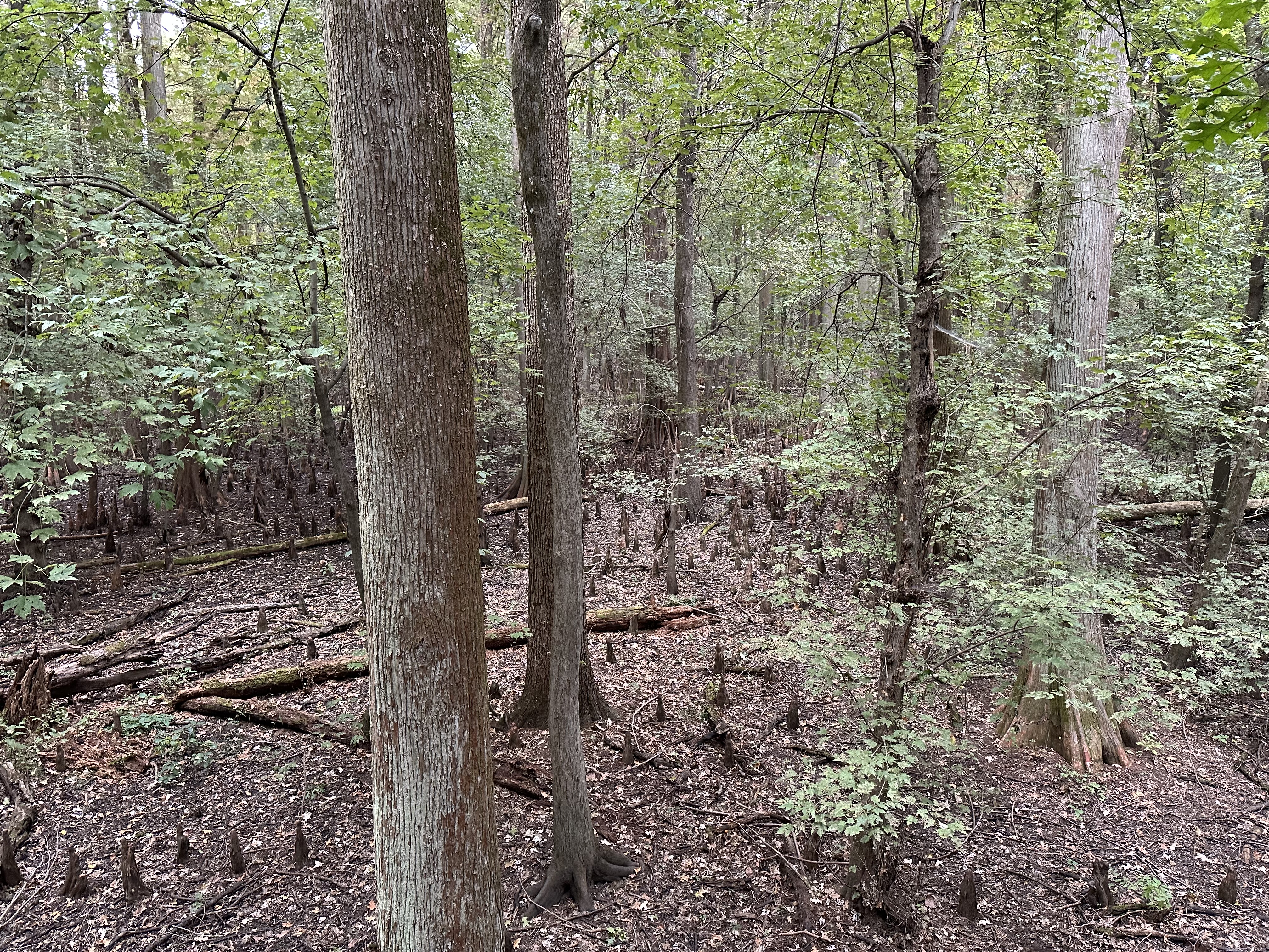 Headed to Lake County... looking for county 63 | Tennessee Deer ...