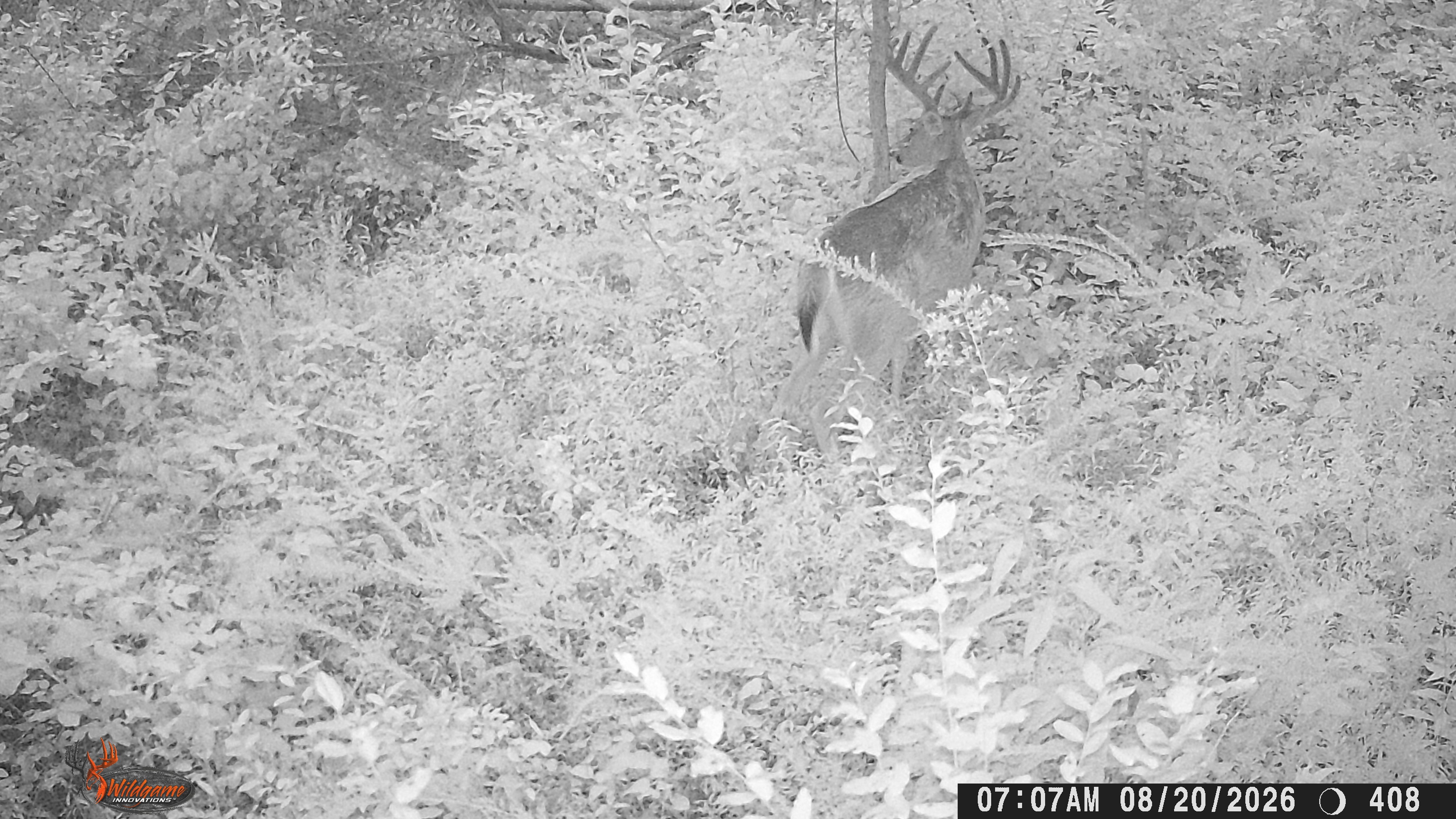 Target Bucks | Tennessee Deer Sporting & Deer Hunting Community Forum
