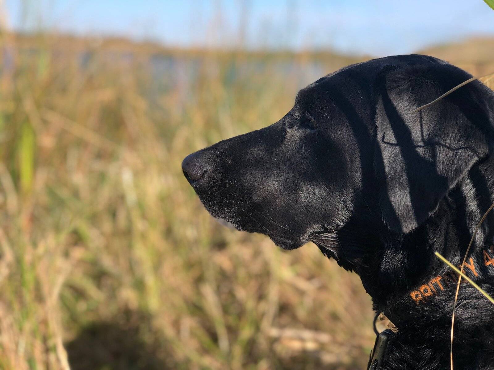 muddy_retrieve2.jpg
