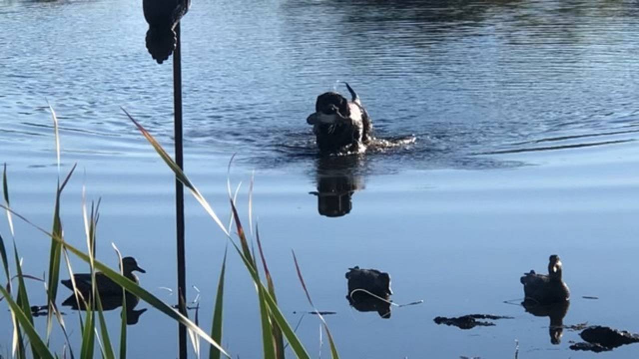 muddy_retrieve3.jpg