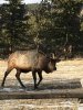 elk1.jpg