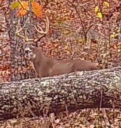 Buck2026i.jpg