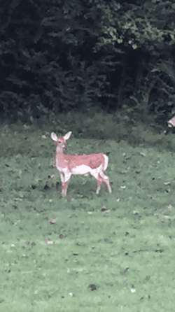 Piebald DEER.png