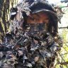 bowtechgump