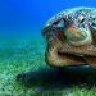tnreefdiver