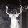 backstraps