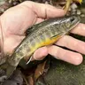 CATCHDAWG
