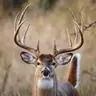 ShedAntler