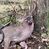 ETN Deer