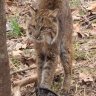 squirrel_hunter