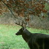 Livin2hunt