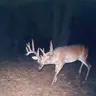 mcbuck58