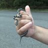 ratsnakeboogy