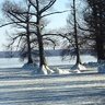 buckbstr_1