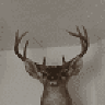 BigD_625