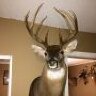 BAMA BOW MERKER