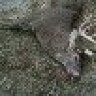 lungpuncher1