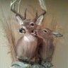 WG Taxidermist
