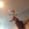 Thunderchicken