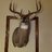 beefydeer
