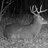 backyardtndeer