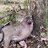 ETN Deer