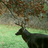 Livin2hunt